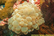 bubble coral